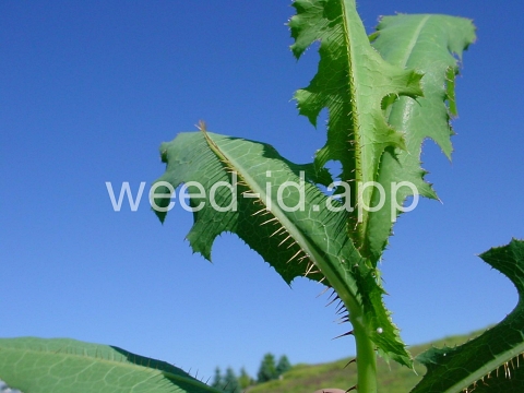 lettuce, prickly
